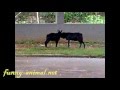Two cute black goats fighting