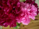 Peonies in full bloom Peonies in full bloom