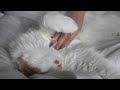 My turkish van cat (Oliver) Turkish Van