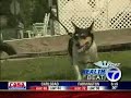 Healthbeat - Dog Walking & Weight Loss  Walking Walking and Weight Loss