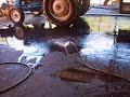 criky!! a water hose snake!!