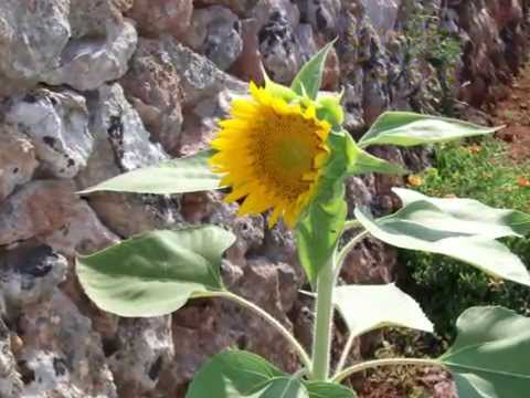 Video of Alberg Juvenil Sa Vinyeta