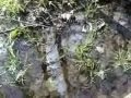 Wetland Preserve