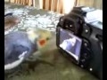 Narcissistic Cockatiel Taking Interest in a Video of Himself