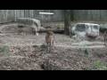 videos de Philadelphia Zoo Cheetahs Awaiting Dinnertime