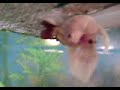 Betta