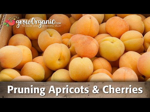 Apricot - Cherries, pluots and apricots all best pruned in summer. Their other common preference is a modified central leader training system. This is also a great pru...