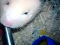 CHOMIK CHOMIK