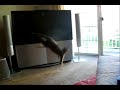 Pippy, the Jumping Kitty Pippy, the Jumping Kitty