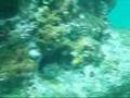 Litlle Shark  and rock fish