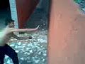 J�nio Traceur