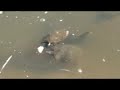 2 Water Turtles