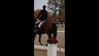Thoroughbred Makeover: Competition Day