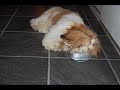 Shih Tzu puppy