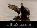 A great shot of a duck flapping in UltraSlo motion.