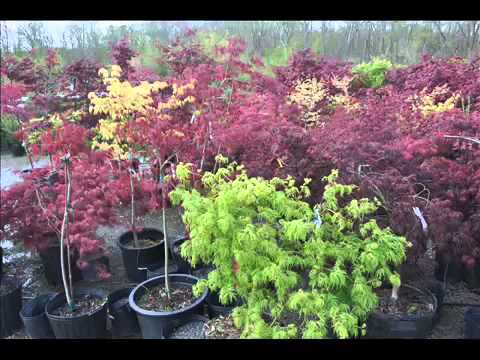 how to fertilize red maple trees