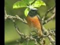 Baya?? k?z?lkuyruk (Phoenicurus phoenicurus) Baya?? k?z?lkuyruk (Phoenicurus phoenicurus)