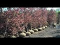 Click here to watch this video Beech Trees.County of Bucks PA PLANT SALE 215-249-1236 : orserlandscaping.com
