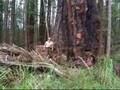 Old Growth Logging (Northern California)