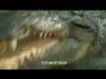Crocodile attacks film crew