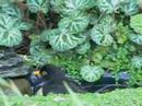 Mirlo - Blackbird Male - Turdus Merula