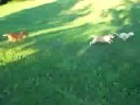 Puppies playing at the park