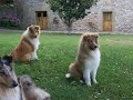 COLLIE PUPPIES by Eduardo Durán Haedo