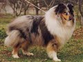 COLLIE PUPPIES by Eduardo Dur�n Haedo