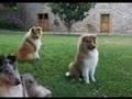 COLLIE-PUPPIES-by-Ed