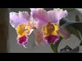 Orchid Orchid