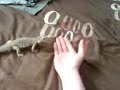 Eqyptian Uromastyx Eqyptian Uromastyx