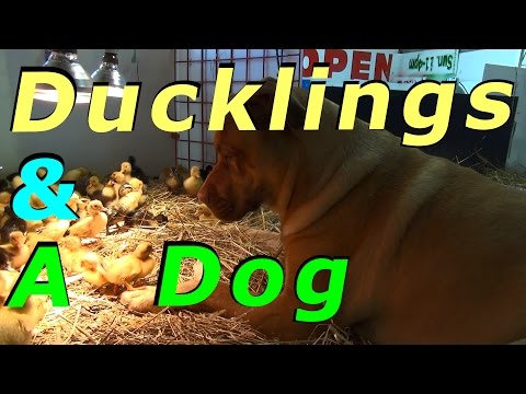Dog watches over 200 lil ducklings Dog watches over 200 lil ducklings