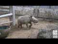 Rhino Update 7/27/2007: Zuri explores her surroundings
