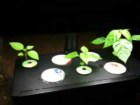 how to transplant from aerogarden to soil