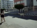 cabras.