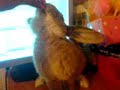 Training my rabbit to stand up 2