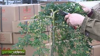 How to prune a hanging peashrub