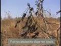 Video from Darfuri Refugee Camps (Save Darfur)