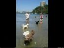 Sirius Cove Mini-Romp!