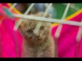 gatti