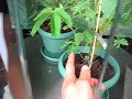 Mimosa Pudica (sensitiva)