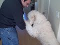 Buddy\ Buddy\
