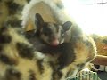Sugarglider baby girl Black beauty Sugarglider baby girl Black beauty