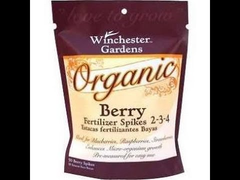 how to fertilize currants