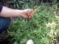 How to Tell When to Harvest-(Snips Delicious)