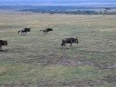 Wilderbeast Migration