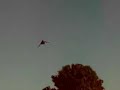 PALOMAS BUCHONAS VOLANDO