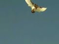 PALOMAS BUCHONAS VOLANDO