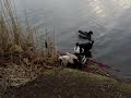 Ducks in love ?? (Eng)