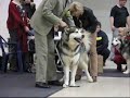 http://www.inouk.pl (Poland)Inouk z Śnieżnej Dolinydog show 2008 Lithuania, Vilniusclass champion